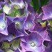 Purple Hydranga detail