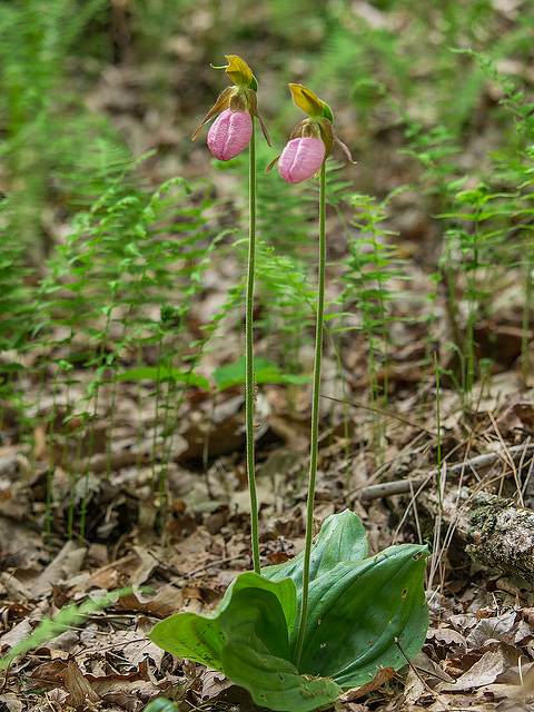 Cypripedium acaule (Pink Lady's-slipper orchid)