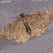 1789 Rheumaptera undulata (Scallop Shell)