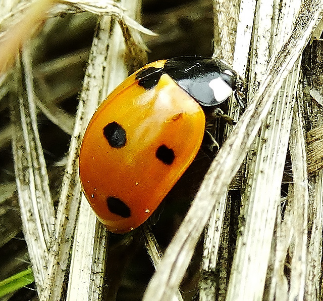 7 Spot Ladybird. Coccinella 7 punctata