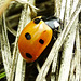 7 Spot Ladybird. Coccinella 7 punctata