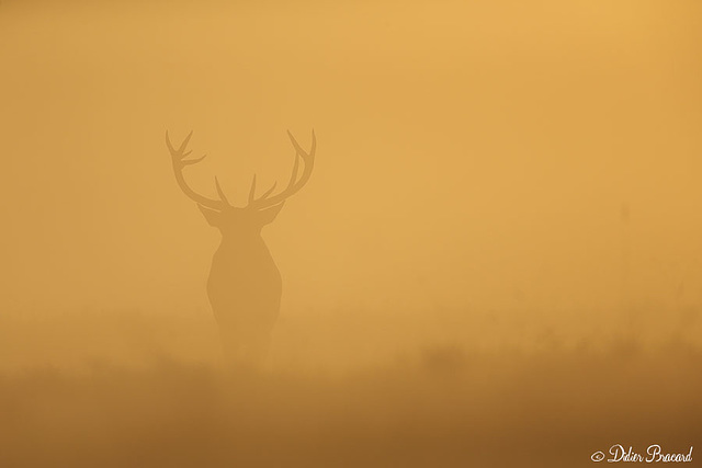 le feu est sur la prairie en cette période