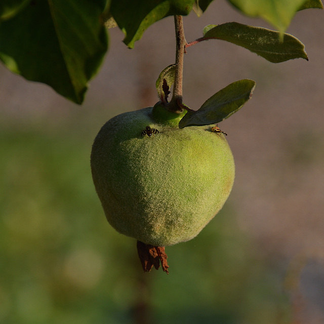 Coing  ...source d'énergie / Quince ... source of energy !!