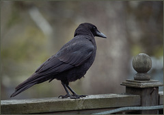 Neighbourhood crow