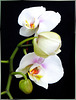 Orchid, today all in white... ©UdoSm