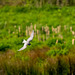 Black tern