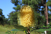 123/366 Coastal Banksia