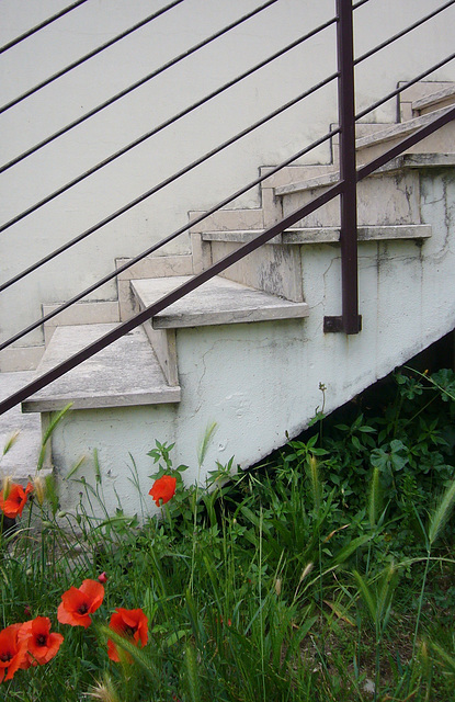 stairs railing and poppies