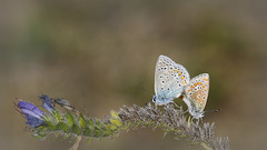 Amour de fin d'été.... :-)