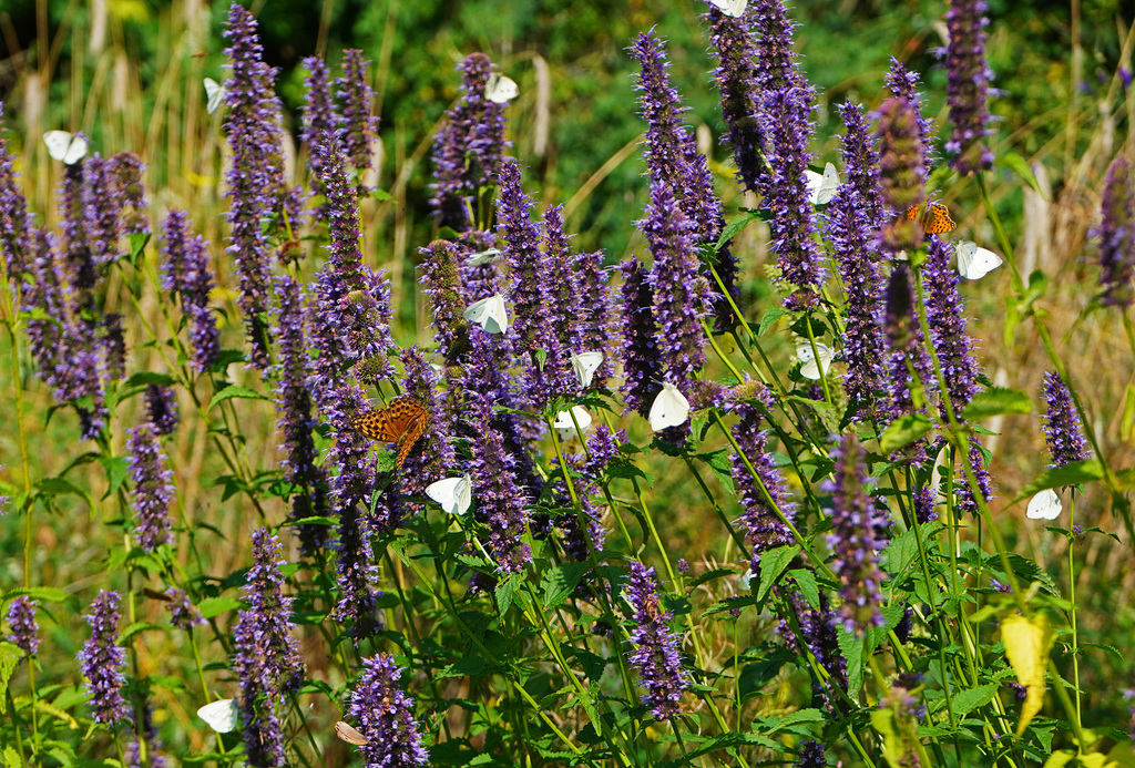 Ein Sommertag - A summer day