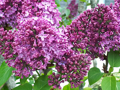 Lilas mauve*************Blanc************