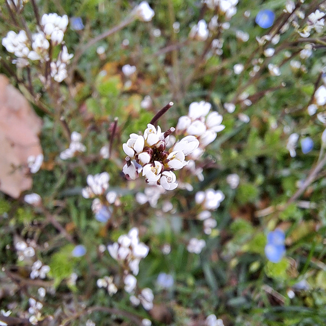 Behaartes Schaumkraut (Cardamine hirsuta)