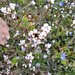 Behaartes Schaumkraut (Cardamine hirsuta)