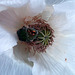 Rose chafer in a white poppy