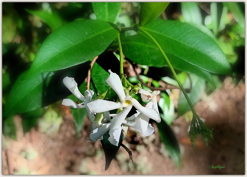 Jasmin **********Belle journée de mardi mes ami(e)s ❤️