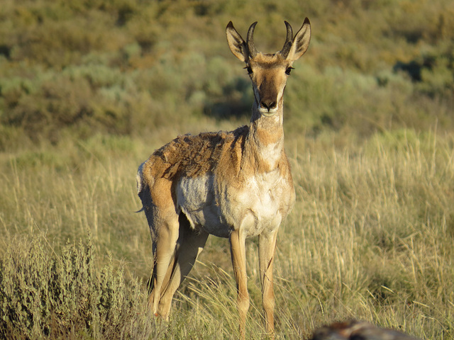 Pronghorn