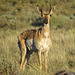 Pronghorn