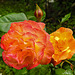 20240616 0372CPw [D~LIP] Rose (Rosa), BS