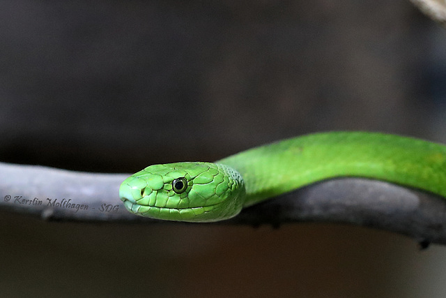 Grüne Mamba (Tropenaquarium Hagenbeck)