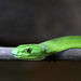 Grüne Mamba (Tropenaquarium Hagenbeck)