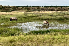 Water horses