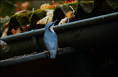 Der Trog ist mir zu hoch:-) Der Trog ist mir zu hoch:-)