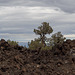 Lava Beds Natl Mon Devils Homestead Flow, CA (1024)