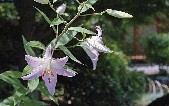 Lilies