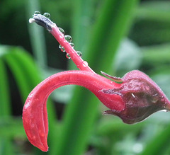 Water droplets on Flower - Trebah