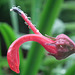 Water droplets on Flower - Trebah