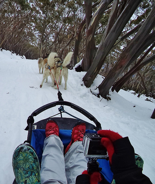 Mt Baw Baw day trip