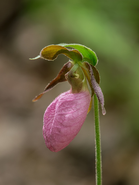 Cypripedium acaule (Pink Lady's-slipper orchid)