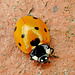 7 Spot Ladybird. Coccinella 7 punctata