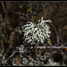 Evernia prunastri - lichen (1)