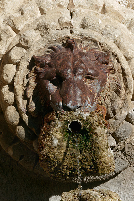 Lion à barbe