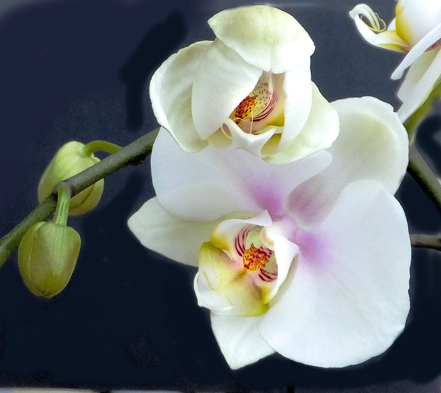 Orchid in white... ©UdoSm