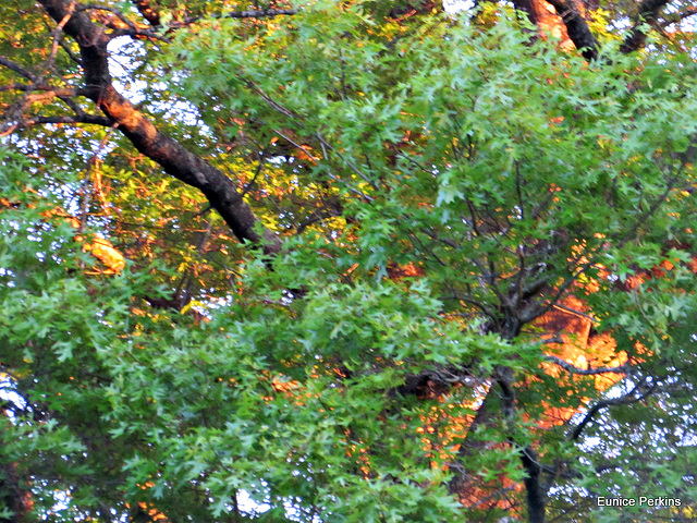 Sunset on Treetops.