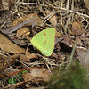 Cloudless sulfur butterfly