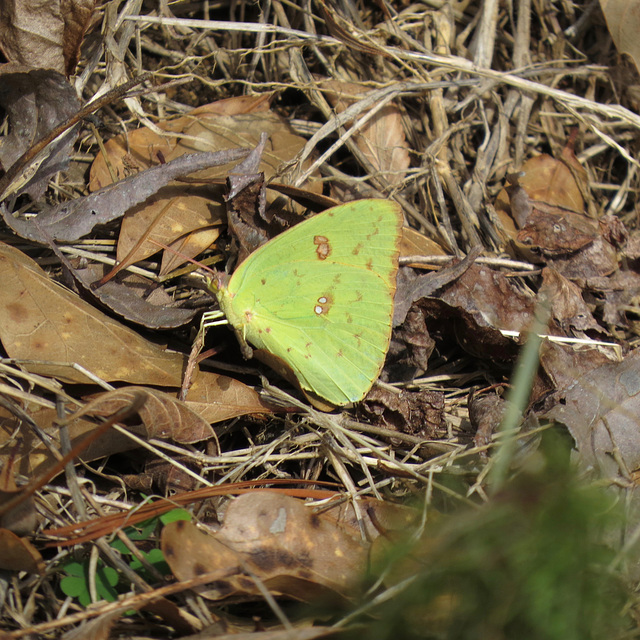 Cloudless sulfur butterfly