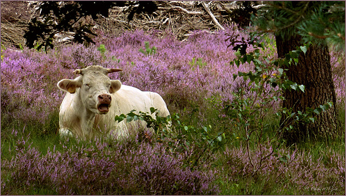 Happy Cow? I have my Doubts ;)