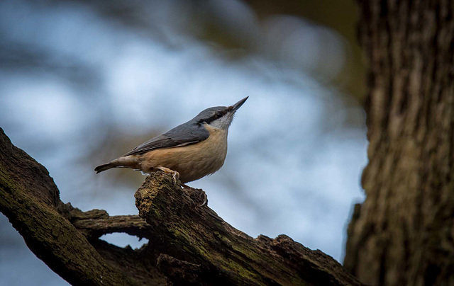 Nuthatch41