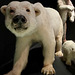 Naturalis 2020 – Polar Bears