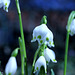 Märzenbecher, Frühlingsknotenblume, großes Schneeglöckchen, Leucojum vernum