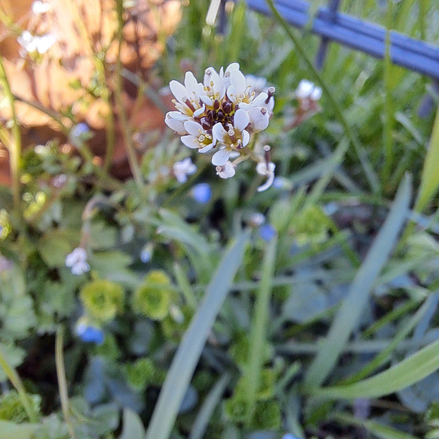 Behaartes Schaumkraut (Cardamine hirsuta)