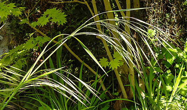 20230512 0105CPw [D~LIP] Taube Trespe (Bromus sterilis), Bad Salzuflen