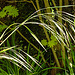 20230512 0105CPw [D~LIP] Taube Trespe (Bromus sterilis), Bad Salzuflen