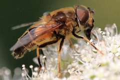 EOS 90D Peter Harriman 11 33 40 18733 eristalisSp dpp