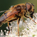 EOS 90D Peter Harriman 11 33 40 18733 eristalisSp dpp