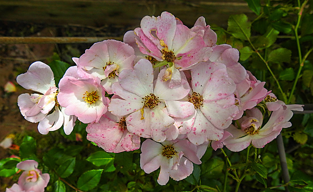 20240616 0373CPw [D~LIP] Rose (Rosa 'Sternenhimmel'), BS