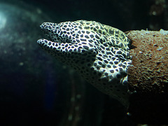 Netzmuräne (Tropenaquarium Hagenbeck)